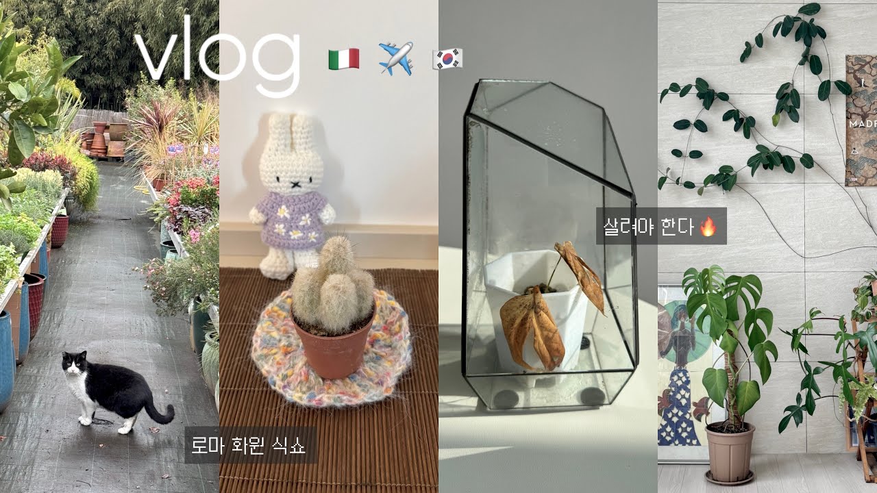 로마 화원에서 식쇼 | 한국 돌아와서 식물 점검 | 한달 넘게 방치됐던 식물들 근황 vlog