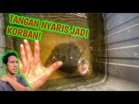 Video: Adakah terrapin memakan tikus?