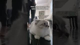 Jumping jacks and push ups with the cat