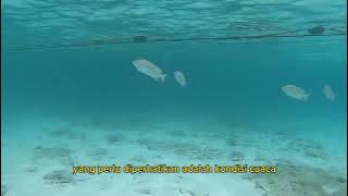 Mancing ikan Baronang di Waktu ini auto Panen!!!