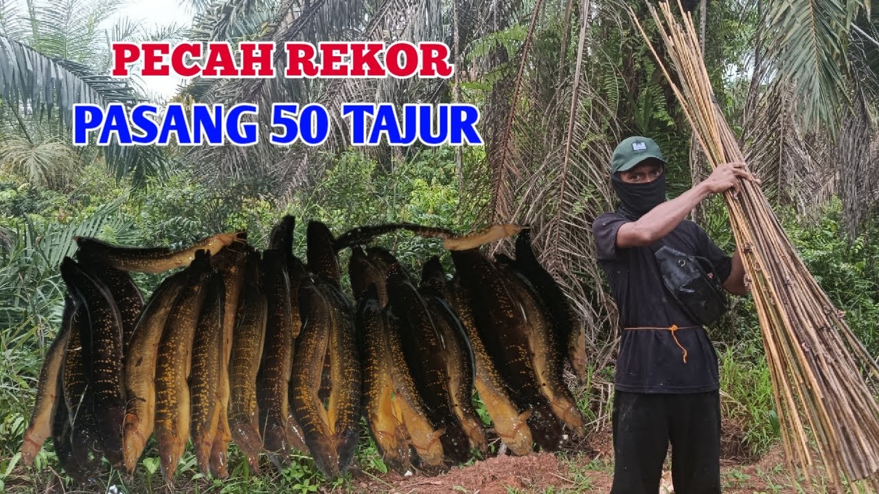 Woow !! REZEKI PASANG 50 TAJUR DIMALAM HARI FULL LEMBAT BABON #BA-11