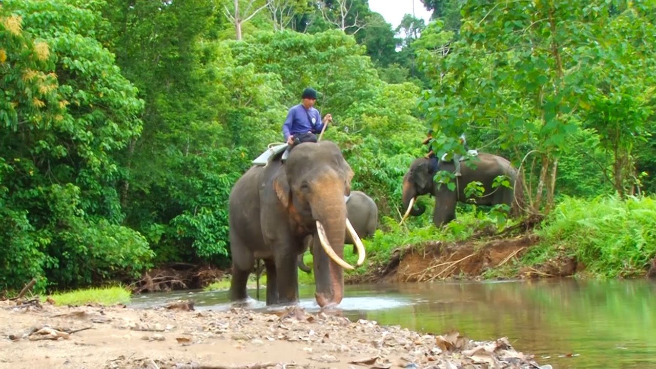 Download 400 Koleksi Gambar Gajah Marah Keren Gratis