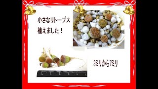 リトープス　抜き苗 リトープス 抜き苗 【公式通販】
