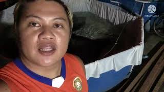 How to Breed japanese koi - Hand spawning @Chinesy Koi facility