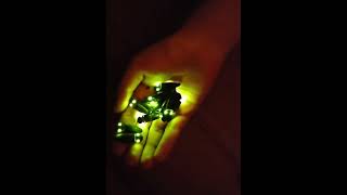 BIOLUMINESCENT CLICK BEETLES
