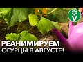 КОРМЛЮ ТАК ОГУРЦЫ РАЗ В НЕДЕЛЮ И ДО МОРОЗОВ СОБИРАЮ УРОЖАЙ! Рецепт реанимационного раствора