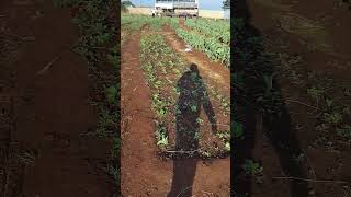 start lean farming and you make millions of dollars 💸 💵 💲 #farming #agricultural #food kuvanhu