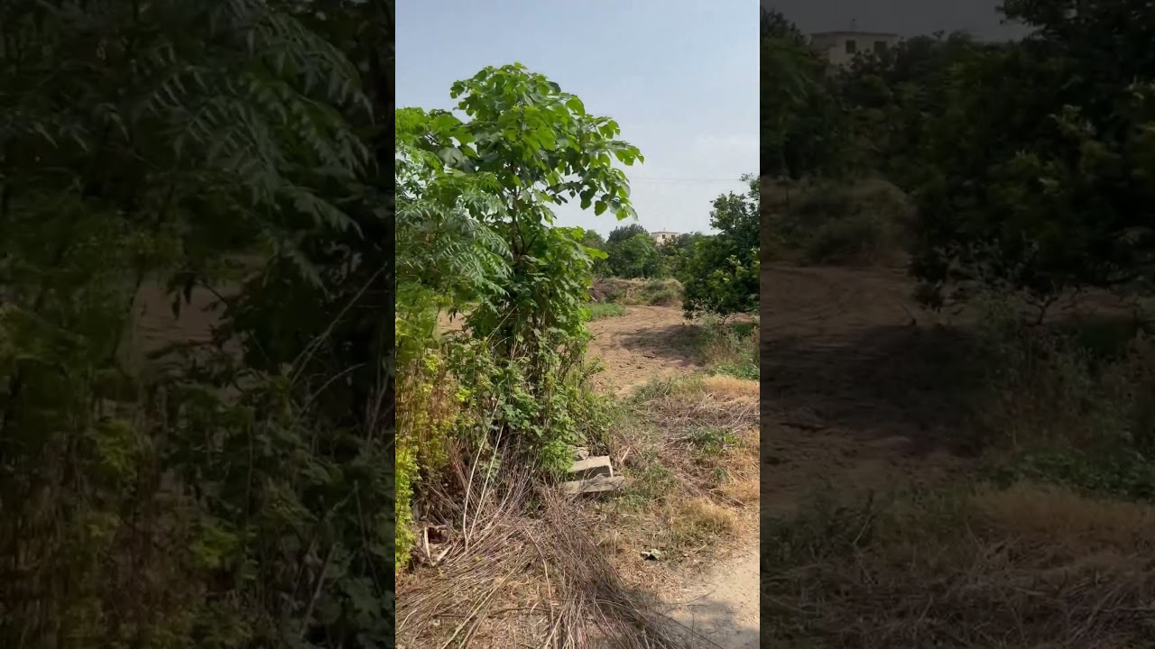 Red blood Malta farm |Farming