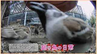 【庭の鳥の日常】(24,03,12) 雨なので、派手な争いは中止です sparrows japanesesparrow