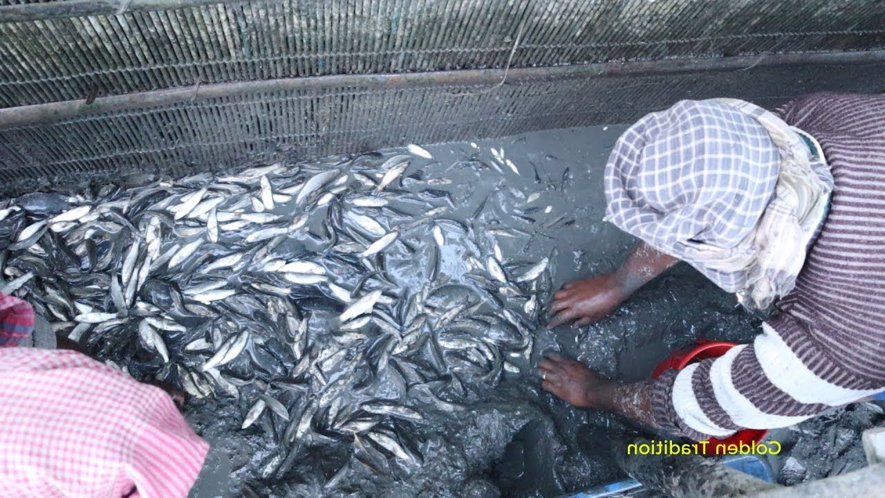 Believe This Fishing or Not ? Unique Tiny Fish Catching Fom Beautiful Canal