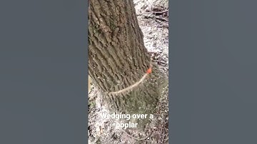 Cutting Down a tall poplar tree #shorts #logging #stihl