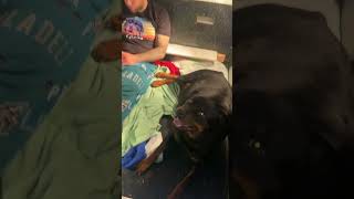 Our beautiful Rottweiler showing signs of LABOR! Pups should be here SOON! #vonfreitasrotties