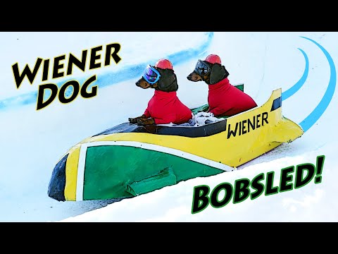 ep-7.-wiener-dog-bobsled---funny-dogs-in-a-bobsled!