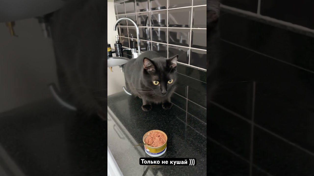 Умняшка послушный ,обед по расписанию ❤️🫶🏻 