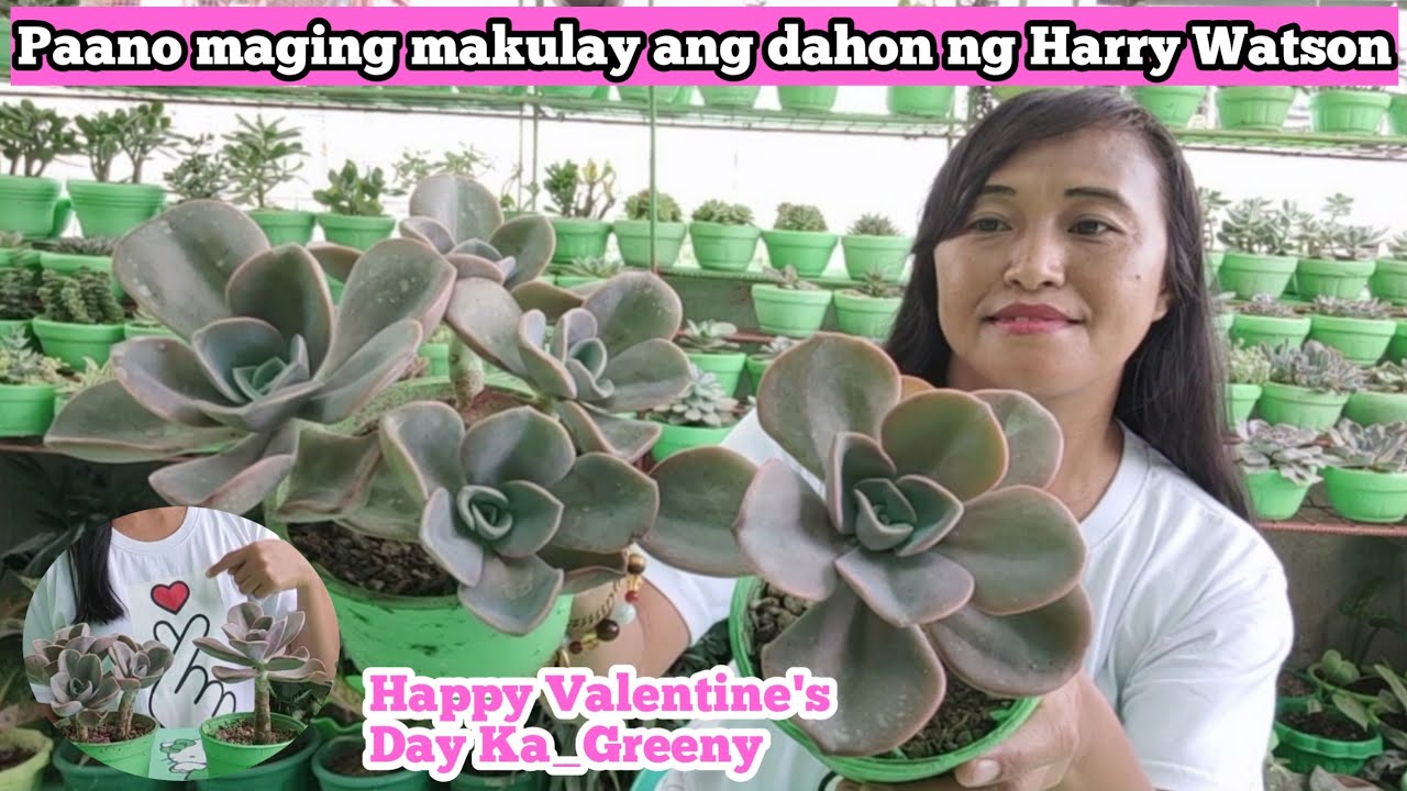 PAANO ALAGAAN ANG HARRY WATSON PARA MAGING STRESSED COLOR