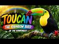 Toucan – The Rainbow Bird of the Rainforest !!