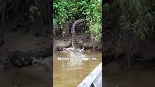 The Amazon's Deadliest Secret Nobody Talks About #rainforest #animals #shorts