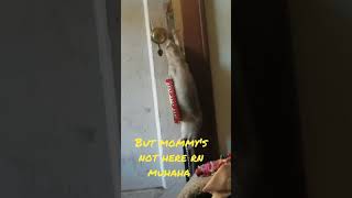 Asmr? Ferret Tries To Escape Scratching