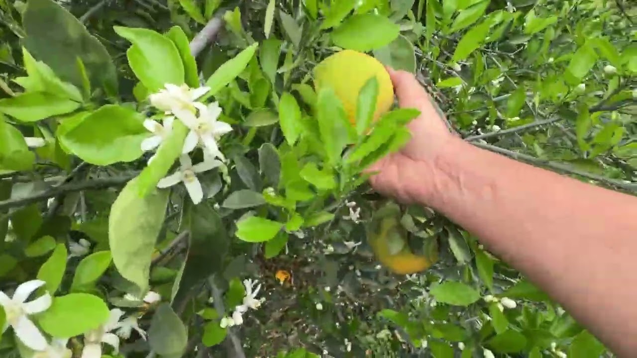 Embriaga su aroma! Qué maravilla 