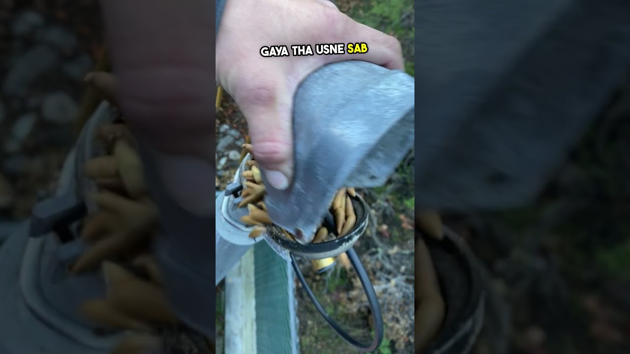 This man found nuts Inside his TV antenna