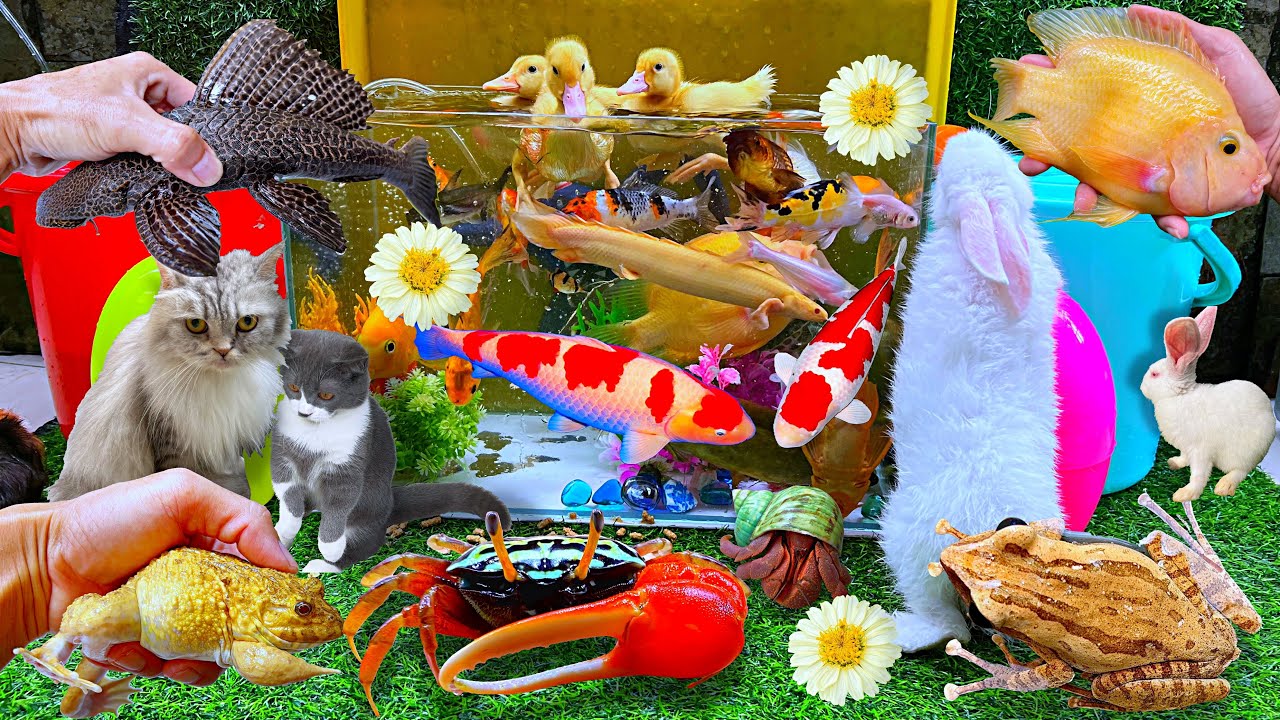 Bắt Con Ếch Vàng, Bắt Cá Vàng, Cá Trê Bự, Cá Lau Kiếng, Cá Ran Chu, Cá Sấu Con, Cá Rô, Cá Chép Koi