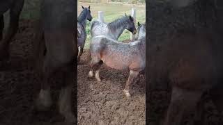 Estancia EL ZORRO de LAFCAL | Arias CORDOBA