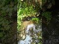 Creek water 154 days. Days no water entering creek. 64