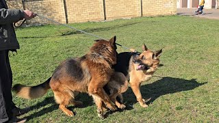 Meet German Shepherds Ares and Rikka. Odessa, March 27, 2026.