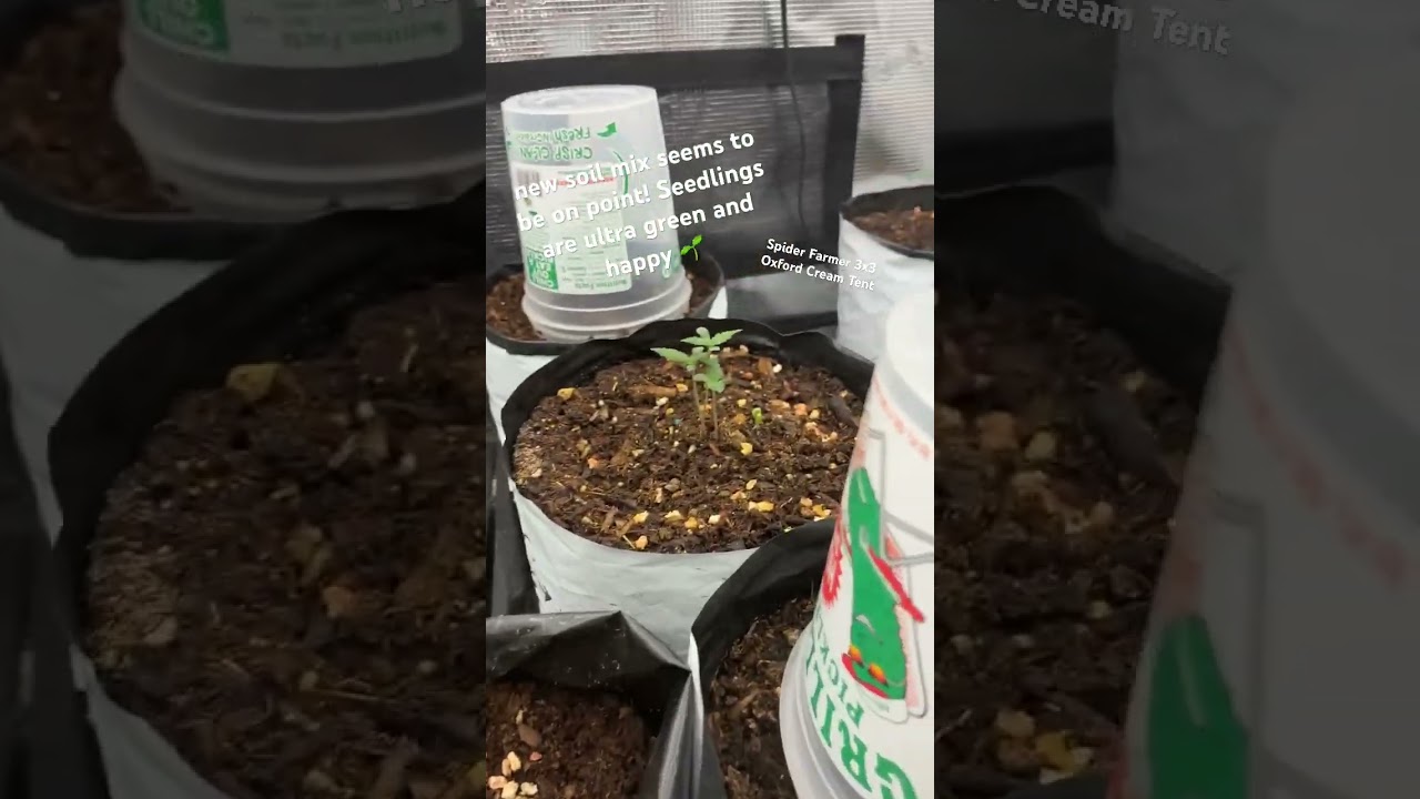 Purple Urkle S1 or Mendo Purple (which would you pop?) SpiderFarmer Oxford Cream Tent 3x3