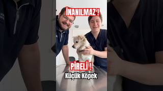 Pireli Kayıp Köpek Tıraş Ediyoruz !