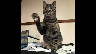 Welcome Nukonuko Navigator by Team F1 #cat #猫 #ねこ #ネコ #ai