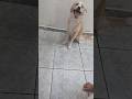 #fofinho #animal #viral 🐶❣️Segui.