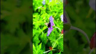 Bubble Bee And Bee 240618