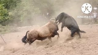 Yaks are fighting in snow ❄️//Bull Fight