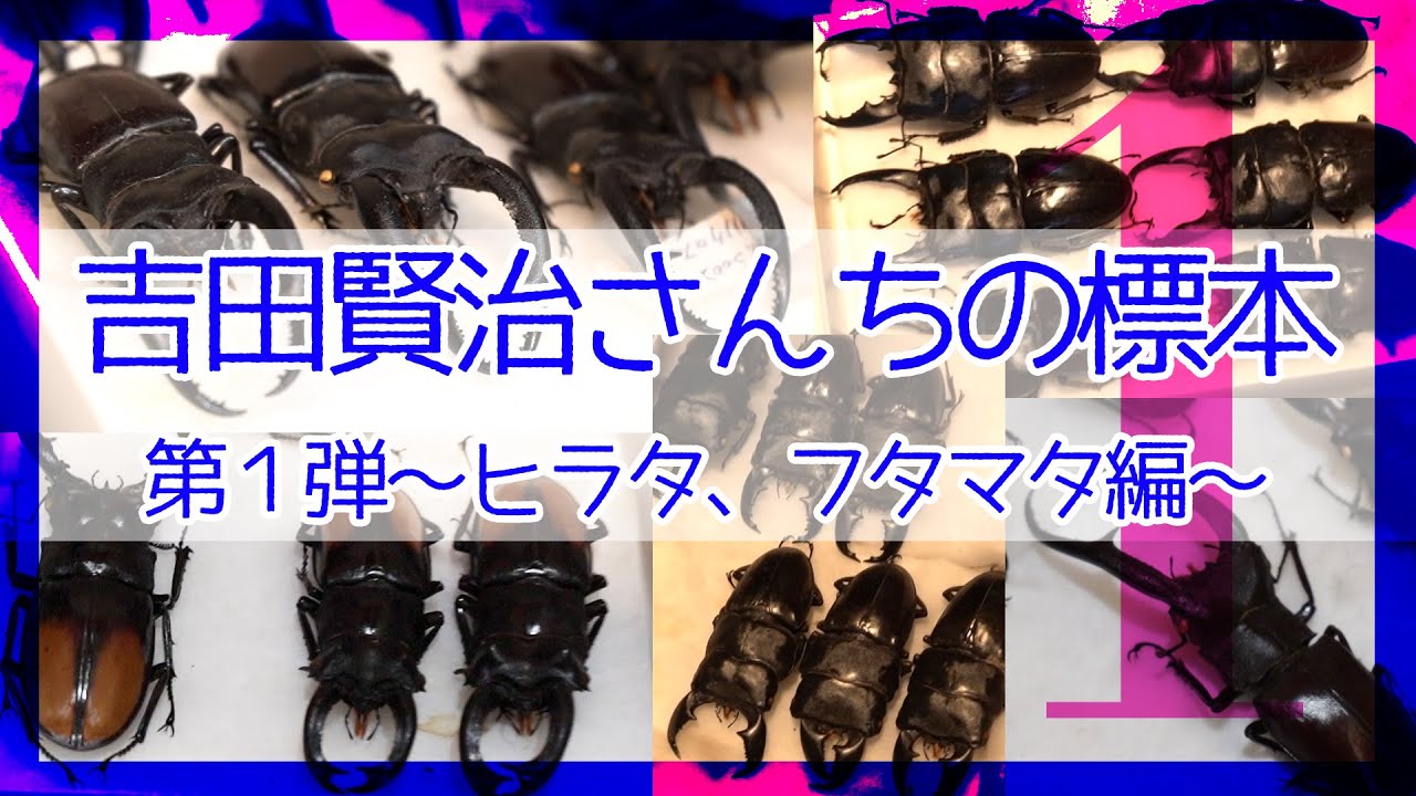 Introducing Kenji Yoshida's specimens! Part 1 - Flat-headed stag