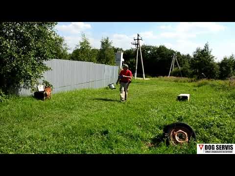 Бельгийская овчарка по кличке Дора. Досмотр участка местности.
