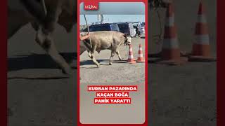 Sultangazide Kurban Pazarında Kaçan Boğa Panik Yarattı Ğa