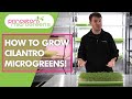How to grow Cilantro Microgreens