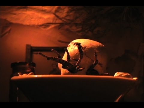 Short Film | "La Molaire"