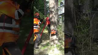 HOW TO FELL A DOUBLE TRUNK TREE? Net Worth