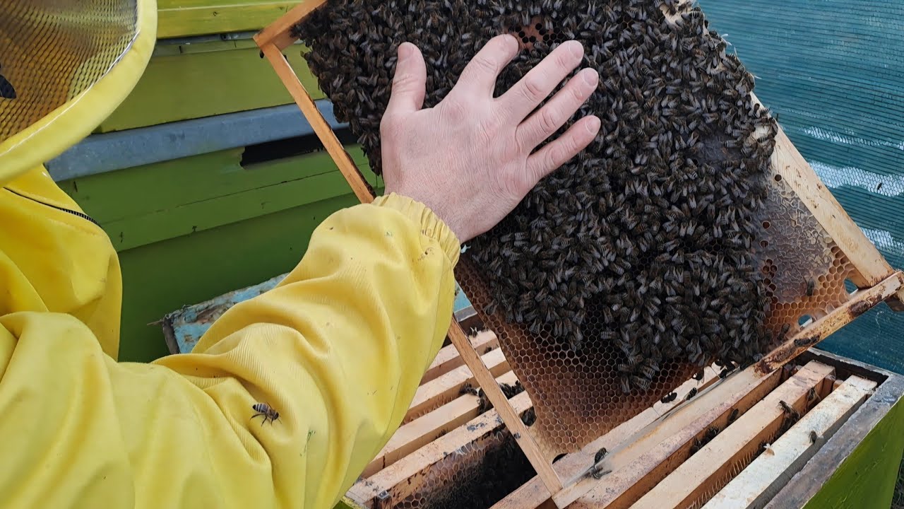 5 02 2026  Prima intervenție la stupi 