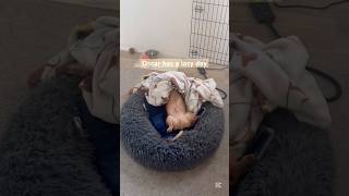 Dachshund Weekend Routine😴 #shorts