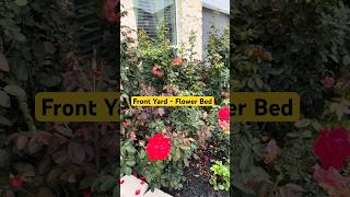 My Rose Garden… Tips and Care 😍 #Rose #roseplants #plantcare #rosegarden #teluguvlogsfromusa
