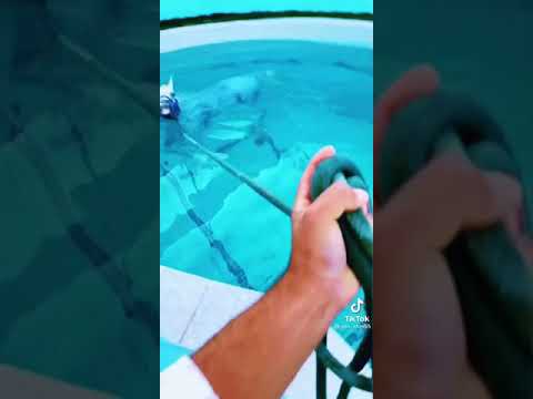 خيل يسبح في الماء