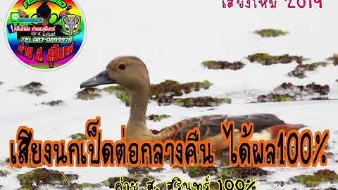 เสียงนกเป็ดต่อกลางคืน ได้ผล100%  #0990610057  id: 0870899976