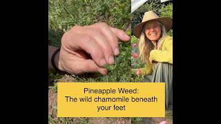 Pineapple Weed- the wild chamomile beneath your feet