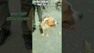 Pitbull Male Available 26 10 25