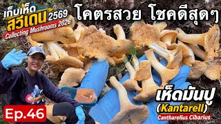Just starting with stunning mushrooms Mushroom picking Kantarell Cantharellus Cibarius