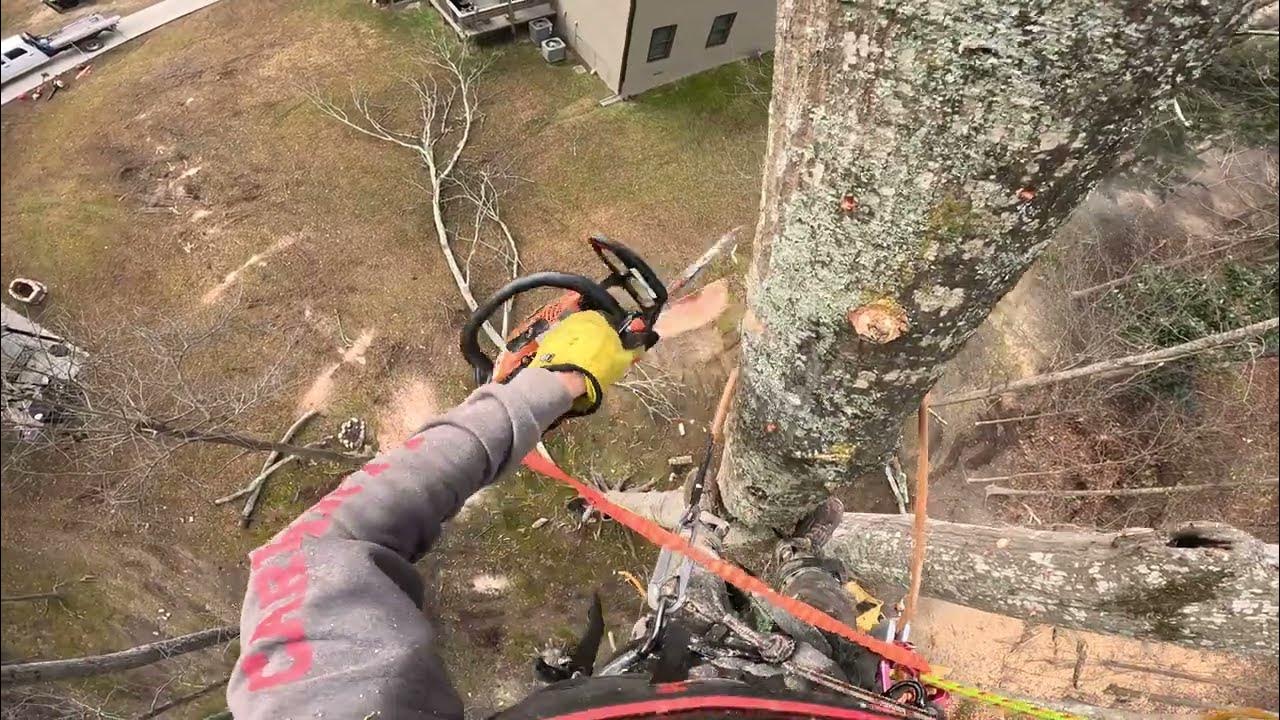 Removing oak tree Pt.2 (RAW FOOTAGE) YouTube
