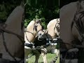 My carriage team of #fjordhorses #harness